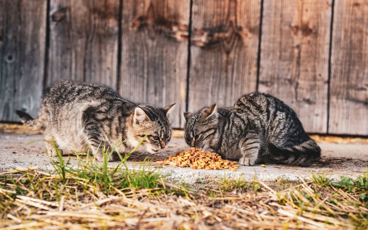 To katter som spiser mat ved et fat, brukt som illustrasjon for kattefôr